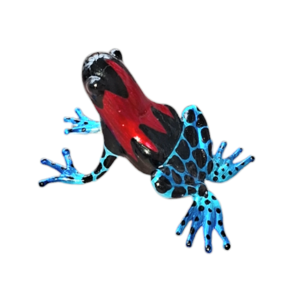 Glastier Pfeilgiftfrosch blau- rot